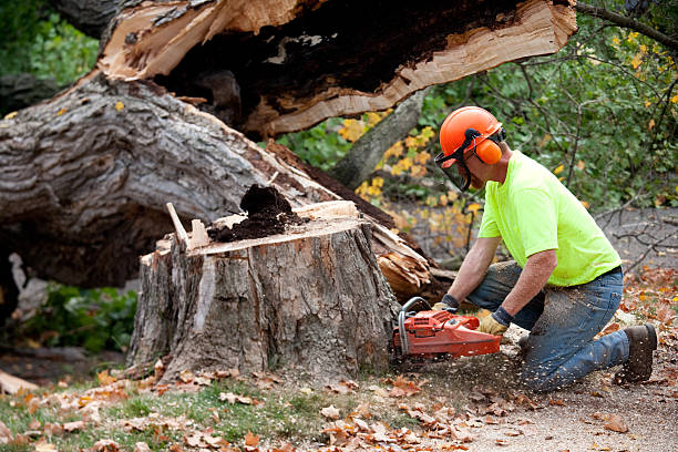 Best Tree and Shrub Care  in Wimberley, TX